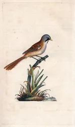 Pão de bigode (passeriforme). Panurus biarmicus (Parus biarmicus). Gravura em cobre de Edward Donovan (1768-1837), publicada na Histoire naturelle des oiseaux britanniques, Londres.