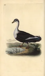 Pato moscovita (variante), Cairina moschata. Placa de cobre colorida à mão, desenhada e gravada por Edward Donovan a partir de sua própria "Natural History of British Birds", Londres.