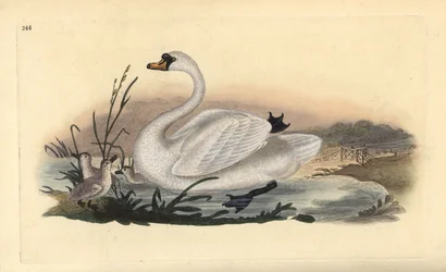 Cisne mudo, Cygnus olor, com pintos. Placa de cobre colorida à mão, desenhada e gravada por Edward Donovan a partir de sua própria "Natural History of British Birds", Londres.