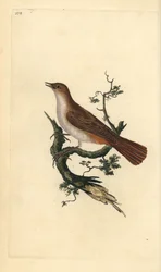 Rouxinol, megarhynchos da Luscinia. Placa de cobre colorida à mão desenhada e gravada por Edward Donovan a partir de sua própria "Natural History of British Birds", Londres.