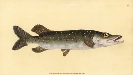 Lúcio do Norte, Esox lucius. Placa de cobre colorida à mão desenhada e gravada por Edward Donovan a partir de sua História Natural dos Peixes Britânicos, Donovan e F.C. e J. Rivington, Londres.