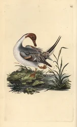Pato de rabo de pino do norte, Anas acuta. Placa de cobre colorida à mão desenhada e gravada por Edward Donovan a partir de sua própria "História Natural das Aves Britânicas" (1794-1819). Edward Donovan (1768-1837) foi um zoólogo amador anglo-irlandês, esc
