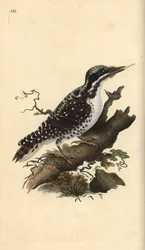 Pica-pau de três dedos do norte. Picoides tridactylus. Placa de cobre colorida à mão desenhada e gravada por Edward Donovan a partir de sua própria "Natural History of British Birds", Londres.