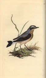 Wheatear do norte, Oenanthe oenanthe. Placa de cobre colorida à mão, desenhada e gravada por Edward Donovan a partir de sua própria "Natural History of British Birds", Londres.