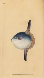 Peixe Sol Oceano, Mola mola. Vulnerável. (Peixe sol, Tetrodon mola). Placa de cobre colorida à mão, desenhada e gravada por Edward Donovan a partir de sua História Natural dos Peixes Britânicos, Donovan e F.C. e J. Rivington, Londres.