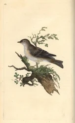 Toutinegra orfã, Sylvia hydrtensis, ou pequeninos calções maiores. Placa de cobre colorida à mão, desenhada e gravada por Edward Donovan a partir de sua própria "Natural History of British Birds", Londres.