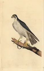 Falcão-peregrino, Falco peregrinus, acorrentado a um ramo. Placa de cobre colorida à mão desenhada e gravada por Edward Donovan a partir de sua própria "Natural History of British Birds", Londres.