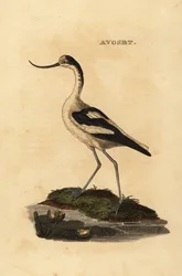 Pied avocet, Recurvirostra avocet