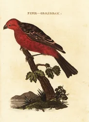 Pine grosbeak, enucleador de Pinicola