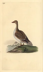 Pintail, Anas acuta, fêmea. Placa de cobre colorida à mão, desenhada e gravada por Edward Donovan a partir de sua própria "Natural History of British Birds", Londres.