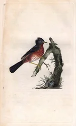 Pitchou warf. Sylvia undata (Sylvia dartfordiensis). Gravura em cobre de Edward Donovan (1768-1837), publicada na Histoire naturelle des oiseaux britanniques, Londres.