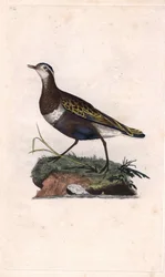 Plover. Eudromias morinellus (Charadrius morinellus). Gravura em cobre de Edward Donovan (1768-1837), publicada na Histoire naturelle des oiseaux britanniques, Londres.