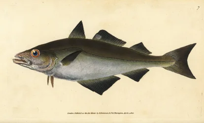Pollack, Pollachius pollachius (Whiting pollack, Gadus pollachius). Placa de cobre colorida à mão desenhada e gravada por Edward Donovan a partir de sua História Natural dos Peixes Britânicos, Donovan e F.C. e J. Rivington, Londres