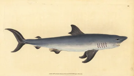 Porbeagle, Lamna nasus. Vulnerável. (Tubarão-sardo, Squalus cornubicus). Placa de cobre colorida à mão desenhada e gravada por Edward Donovan a partir de sua História Natural dos Peixes Britânicos, Donovan e F.C. e J. Rivington, Londres.
