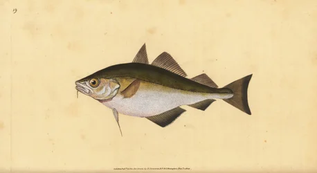 Fofoqueira, Trisopterus luscus (Bib, Gadus luscus). Placa de cobre colorida à mão desenhada e gravada por Edward Donovan a partir de sua História Natural dos Peixes Britânicos, Donovan e F.C. e J. Rivington, Londres.