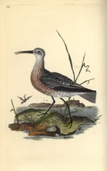 Pigmeu ou pequeno encaracolado, Numenius minutus. Placa de cobre colorida à mão, desenhada e gravada por Edward Donovan a partir de sua própria "Natural History of British Birds," Londres
