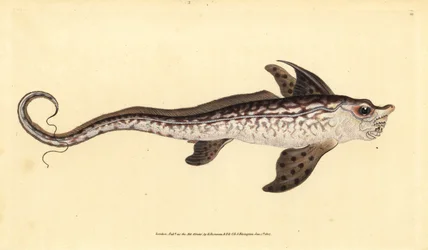 Rabbitfish ou monstro marinho, Chimaera monstrosa. Quase ameaçado. Placa de cobre colorida à mão desenhada e gravada por Edward Donovan da sua História Natural dos Peixes Britânicos, Donovan e F.C. e J. Rivington, Londres.