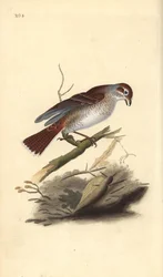 Shrike de costas vermelhas (fêmea), Lanius collurio. Placa de cobre colorida à mão, desenhada e gravada por Edward Donovan a partir de sua própria "Natural History of British Birds", Londres.
