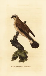 Shrike de costas vermelhas, Lanius collurio
