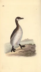 Grebe de pescoço vermelho (fêmea), Podiceps grisegena. Placa de cobre colorida à mão desenhada e gravada por Edward Donovan a partir de sua própria "Natural History of British Birds", Londres.
