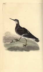 Falarope de pescoço vermelho, Phalaropus lobatus. Placa de cobre colorida à mão, desenhada e gravada por Edward Donovan a partir de sua própria "Natural History of British Birds", Londres.