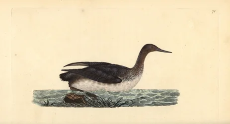Gavia stellata, lunática de garganta vermelha ou mergulhadora. Placa de cobre colorida à mão desenhada e gravada por Edward Donovan a partir de sua própria "Natural History of British Birds", Londres.