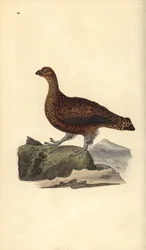 Lagópode-escocês (fêmea), Lagopus scotica. Chapa de cobre colorida à mão, desenhada e gravada por Edward Donovan, da sua própria «História Natural das Aves Britânicas», Londres