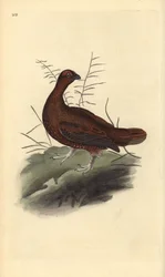 Lagópode-escocês, Lagopus lagopus scotica. Chapa de cobre colorida à mão, desenhada e gravada por Edward Donovan, da sua própria «História Natural das Aves Britânicas», Londres
