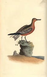 Nó vermelho, Calidris canutus. Placa de cobre colorida à mão, desenhada e gravada por Edward Donovan a partir de sua própria "Natural History of British Birds," Londres