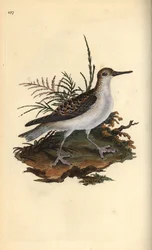 Falarope vermelho, Phalaropus fulicarius. Placa de cobre colorida à mão, desenhada e gravada por Edward Donovan a partir de sua própria "Natural History of British Birds", Londres.