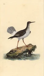 Perna vermelha, Tringa totanus. Placa de cobre colorida à mão, desenhada e gravada por Edward Donovan a partir de sua própria "Natural History of British Birds", Londres.