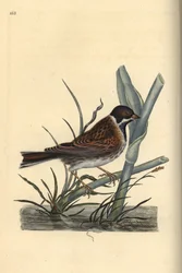 Reed bunting, Emberiza schoeniculus. Placa de cobre colorida à mão, desenhada e gravada por Edward Donovan a partir de sua própria "Natural History of British Birds", Londres.