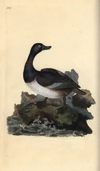 Pato de pescoço anelado, Aythya collaris. Placa de cobre colorida à mão, desenhada e gravada por Edward Donovan a partir de sua própria "Natural History of British Birds," Londres