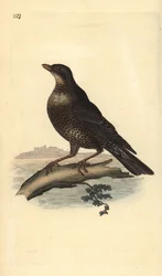 Anel ouzel (fêmea), Turdus torquatus. Placa de cobre colorida à mão, desenhada e gravada por Edward Donovan a partir de sua própria "Natural History of British Birds", Londres.