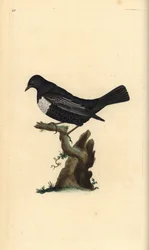 Ring ouzel, Turdus torquatus. Placa de cobre colorida à mão, desenhada e gravada por Edward Donovan a partir de sua própria "Natural History of British Birds," Londres