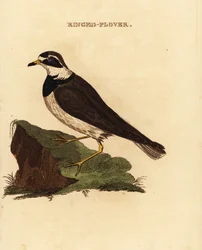 Tarambola anelada, Charadrius hiaticula
