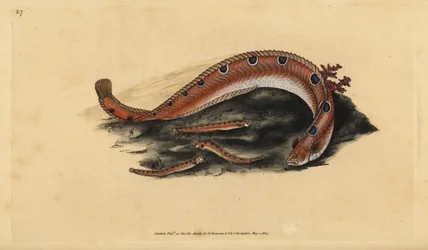 Rock gunnel, Pholis gunnellus (Pholis gunnellus, Blennius gunnellus). Placa de cobre colorida à mão, desenhada e gravada por Edward Donovan a partir de sua História Natural dos Peixes Britânicos, Donovan e F.C. e J. Rivington, Londres.