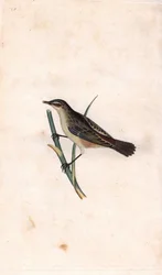 Fragmite de bastão. Acrocephalus schoenobaenus (Motacilla salicaria). Gravura em cobre de Edward Donovan (1768-1837), publicada na Histoire naturelle des oiseaux britanniques, Londres.