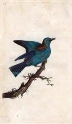 Rollier da Europa. Coracias garrulus (Coracias garrula). Gravura em cobre de Edward Donovan (1768-1837), publicada na Histoire naturelle des oiseaux britanniques, Londres.