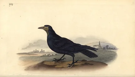 Rook, Corvus frugilegus. Placa de cobre colorida à mão, desenhada e gravada por Edward Donovan a partir de sua própria "Natural History of British Birds," Londres