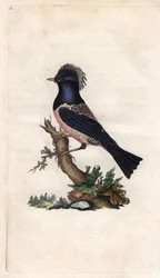 Roselin Starling. Sturnus roseus (Turdus roseus). Gravura em cobre de Edward Donovan (1768-1837), publicada na Histoire naturelle des oiseaux britanniques, Londres.