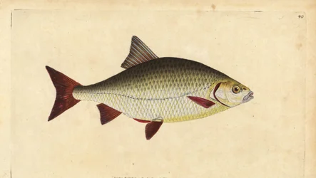 Rudd, Scardinius erythrophthalmus (olho vermelho, Cyprinus erythrophthalmus). Placa de cobre colorida à mão desenhada e gravada por Edward Donovan da sua História Natural dos Peixes Britânicos, Donovan e F.C. e J. Rivington, Londres.