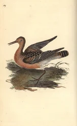 Ruff, Philomachus pugnax, feminino. Placa de cobre colorida à mão, desenhada e gravada por Edward Donovan a partir de sua própria "Natural History of British Birds", Londres.
