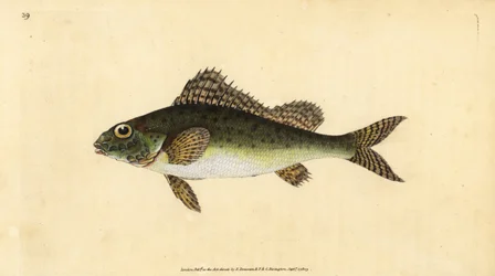 Ruffe, Gymnocephalus cernua (Perca cernua). Placa de cobre colorida à mão desenhada e gravada por Edward Donovan a partir de sua História Natural dos Peixes Britânicos, Donovan e F.C. e J. Rivington, Londres.