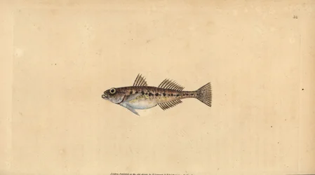 Goby da areia, Pomatoschistus minutus (Spotted goby, Gobius minutus). Placa de cobre colorida à mão desenhada e gravada por Edward Donovan a partir de sua História Natural dos Peixes Britânicos, Donovan e F.C. e J. Rivington, Londres.