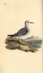 Sanderling, Calidris alba. Placa de cobre colorida à mão, desenhada e gravada por Edward Donovan a partir de sua própria "Natural History of British Birds", Londres.