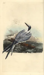 Garajau-de-crista, Thalasseus sandvicensis. Prancha de cobre colorida à mão, desenhada e gravada por Edward Donovan da sua própria «Natural History of British Birds», Londres