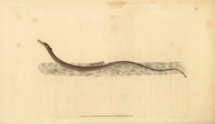 Sargassum pipefish ou peixes-canossa pelágicos. Placa de cobre colorida à mão desenhada e gravada por Edward Donovan da sua História Natural dos Peixes Britânicos, Donovan e F.C. e J. Rivington, Londres