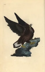 Águia-marinha, Haliaeetus albicilla. Gravura em cobre colorida à mão, desenhada e gravada por Edward Donovan para a sua própria «História Natural das Aves Britânicas», Londres