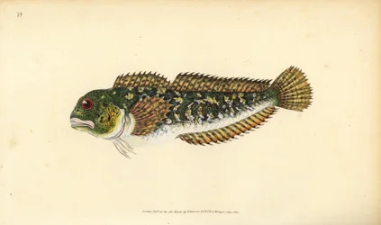 Shanny, Lipophrys pholis (Smooth blenny, Blennius pholis). Placa de cobre colorida à mão, desenhada e gravada por Edward Donovan a partir de sua História Natural dos Peixes Britânicos, Donovan e F.C. e J. Rivington, Londres.